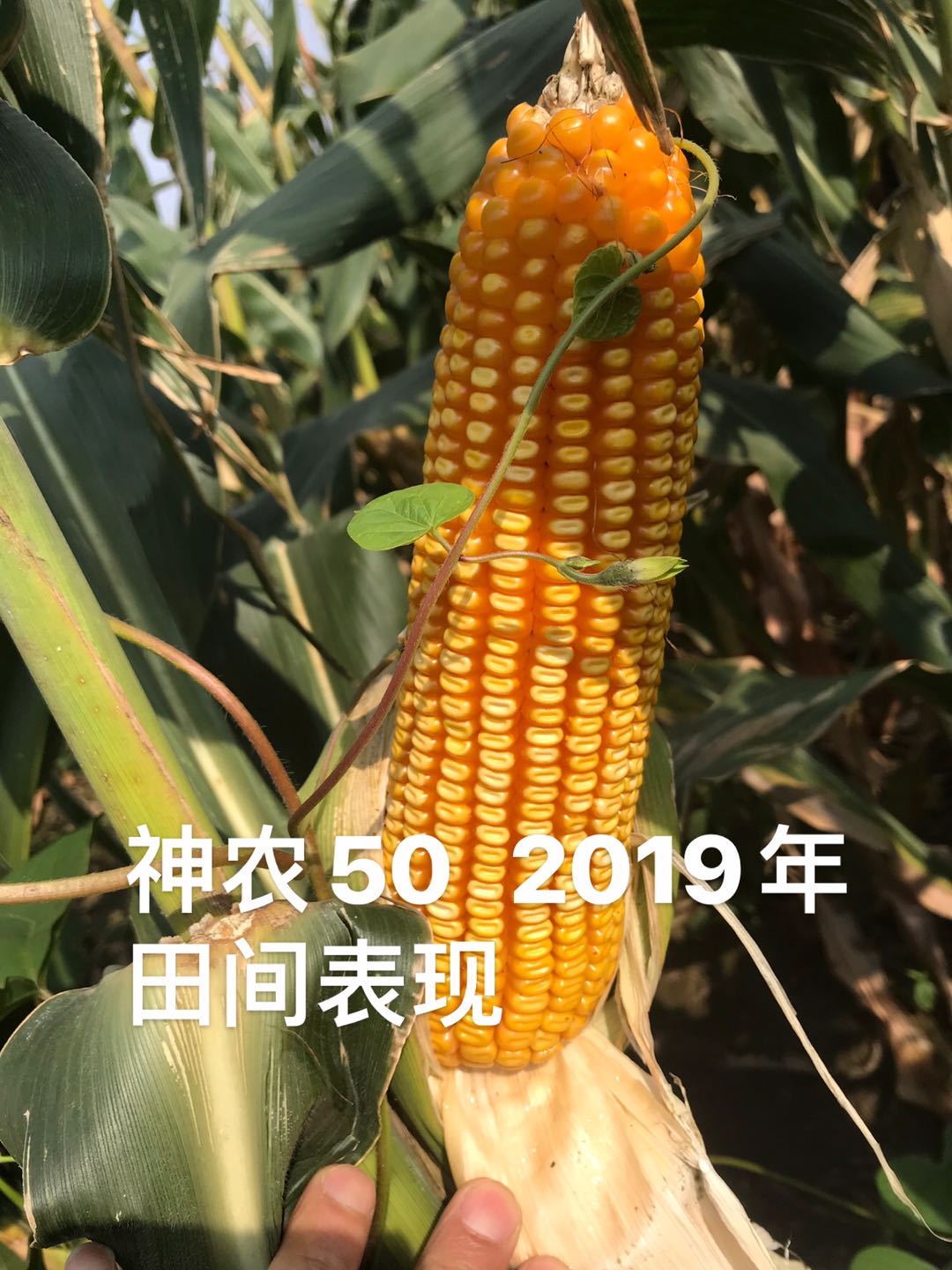 1594865940974669.jpg 1594865940974669.jpg