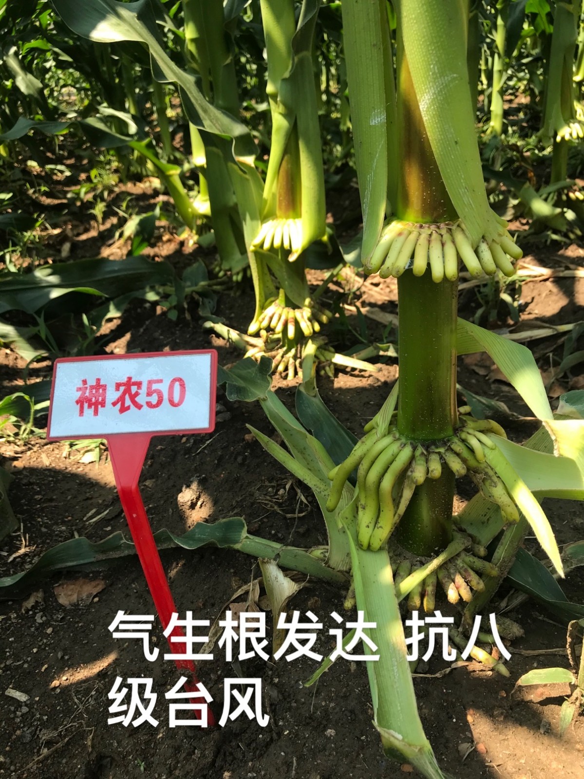 1594865941732573.jpg 1594865941732573.jpg