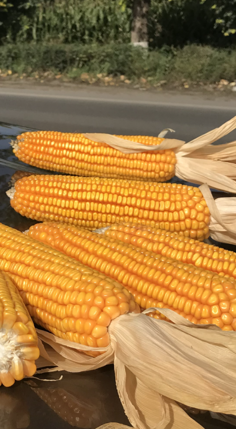 1669016616116362.png QQ瀏覽器截圖20221121154336.png